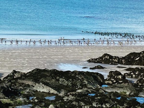 Migration watch